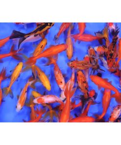 Wakin Goldfish Mixed SM