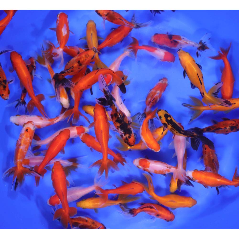 Wakin Goldfish Mixed SM - Image 3