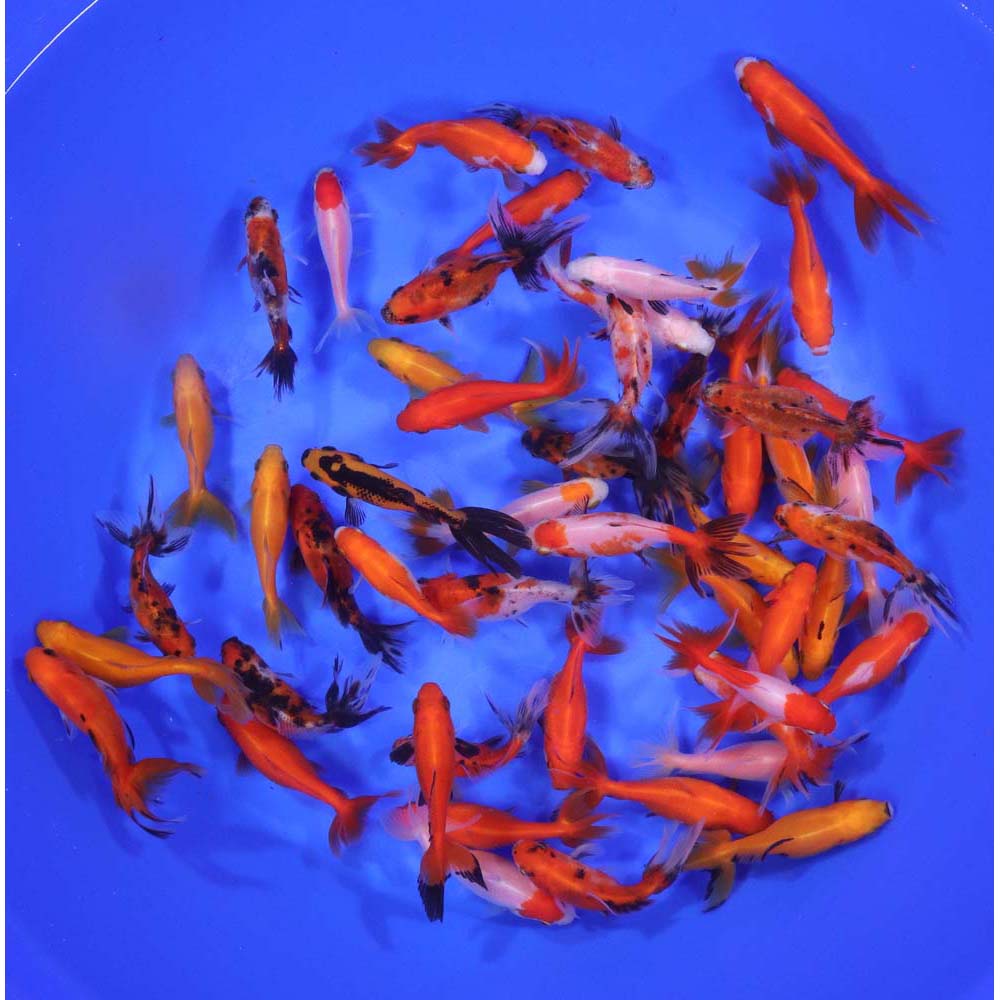 Wakin Goldfish Mixed SM - Image 4