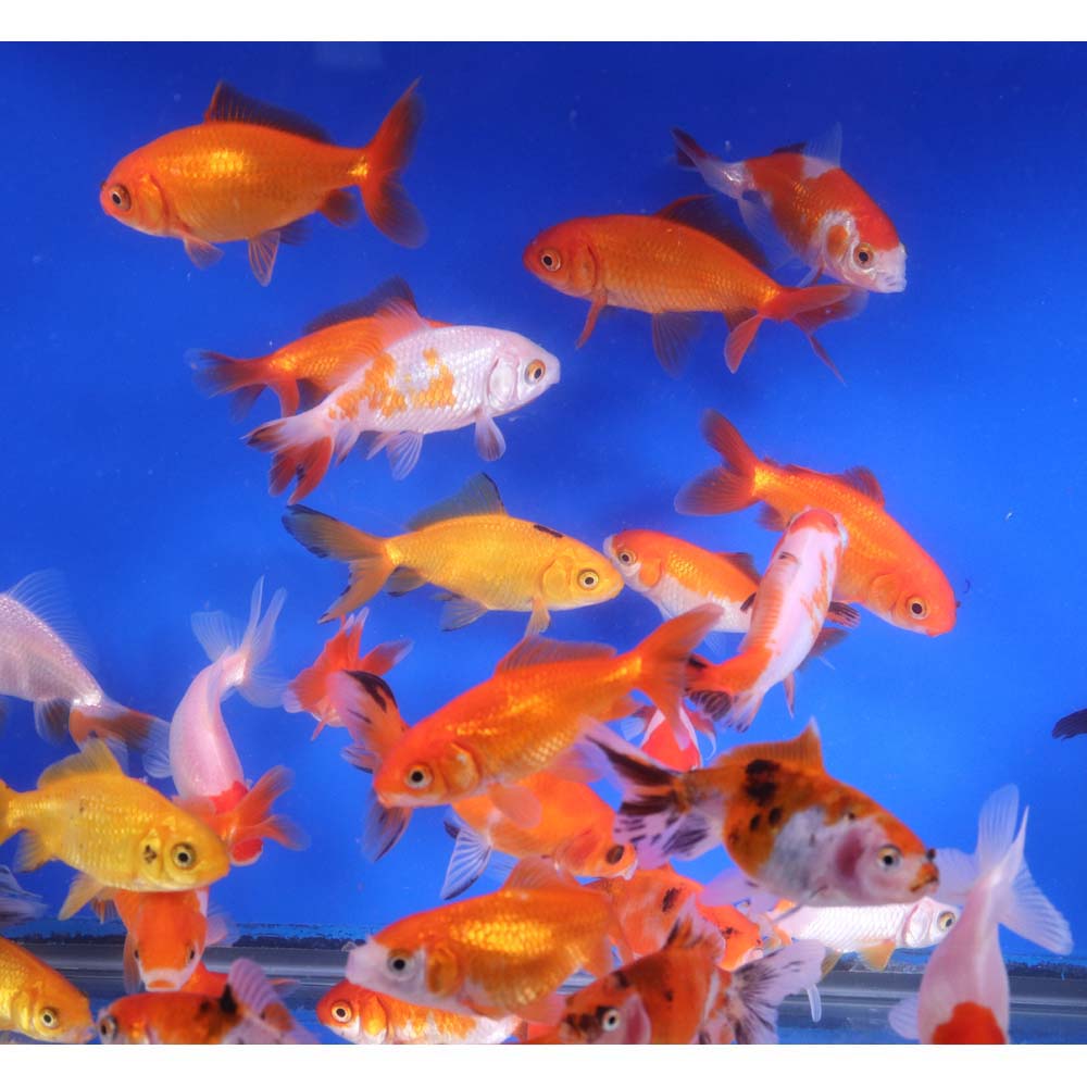 Wakin Goldfish Mixed SM - Image 5