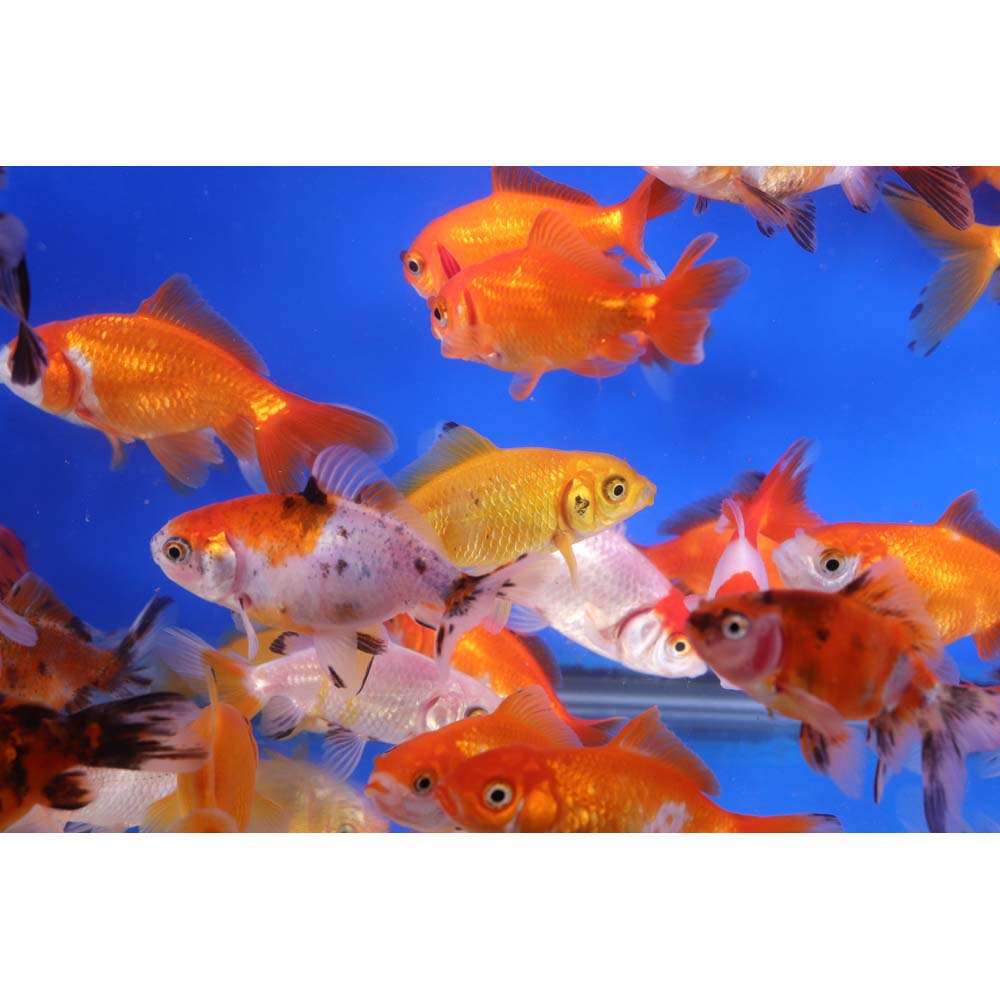 Wakin Goldfish Mixed SM - Image 6