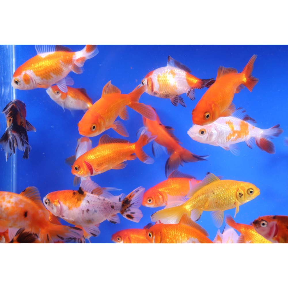 Wakin Goldfish Mixed SM - Image 7