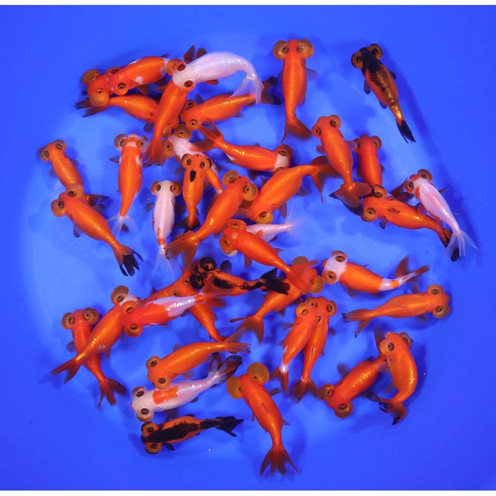 Mixed Bubble Eye Goldfish SM - Image 3