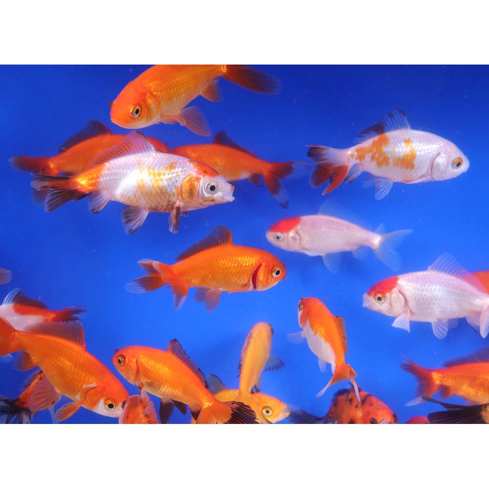 Wakin Goldfish Mixed SM - Image 8