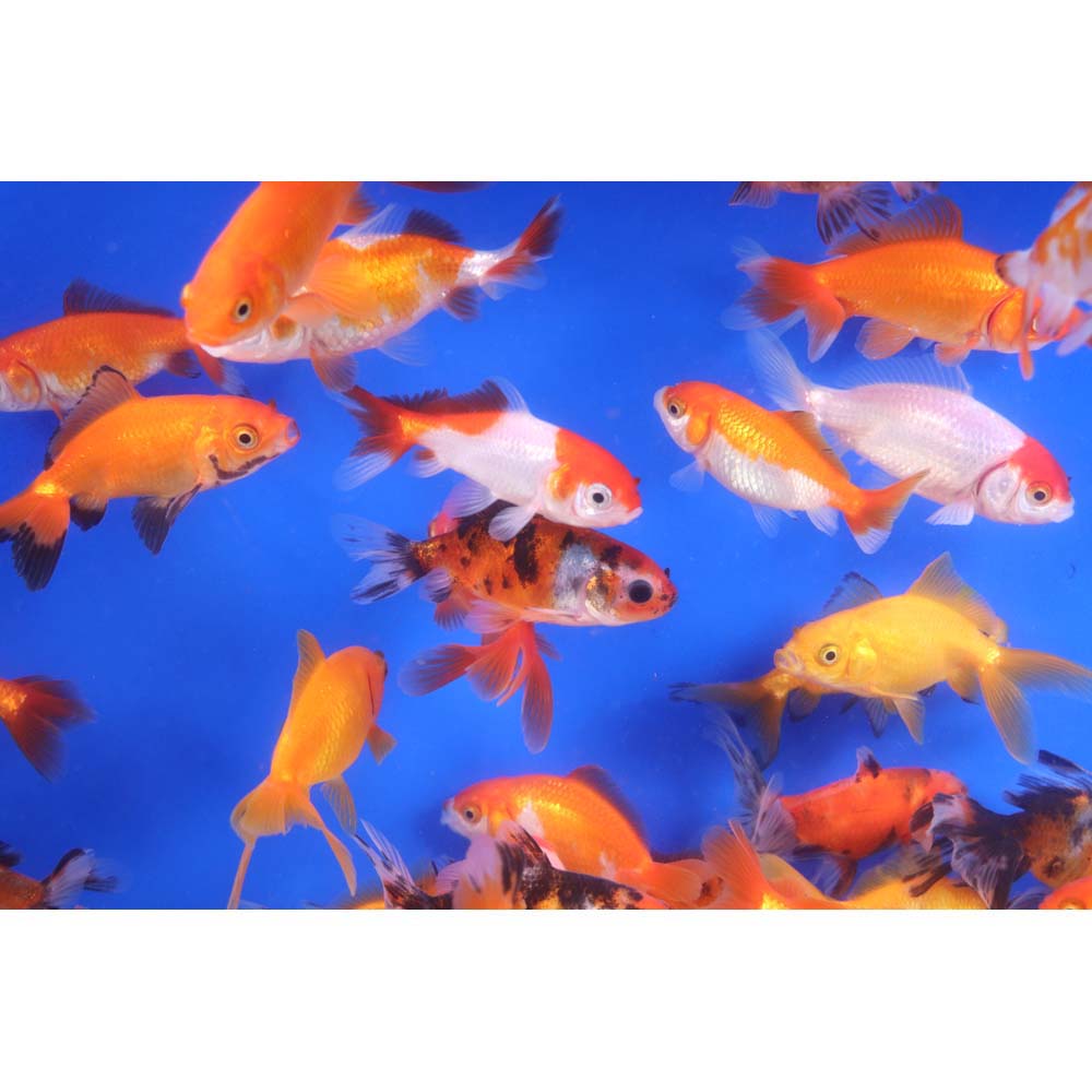 Wakin Goldfish Mixed SM - Image 9