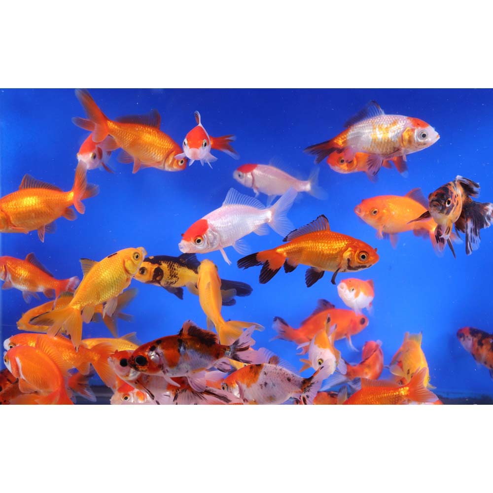 Wakin Goldfish Mixed SM - Image 10