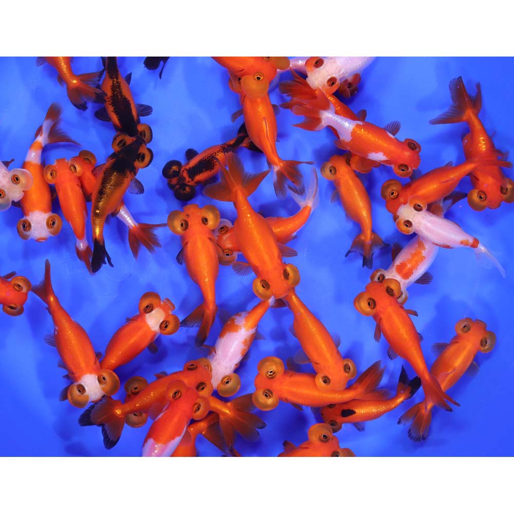 Mixed Bubble Eye Goldfish SM - Image 4