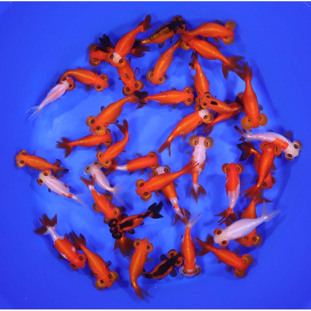 Mixed Bubble Eye Goldfish SM - Image 5