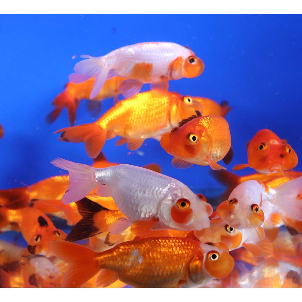 Mixed Bubble Eye Goldfish SM - Image 7