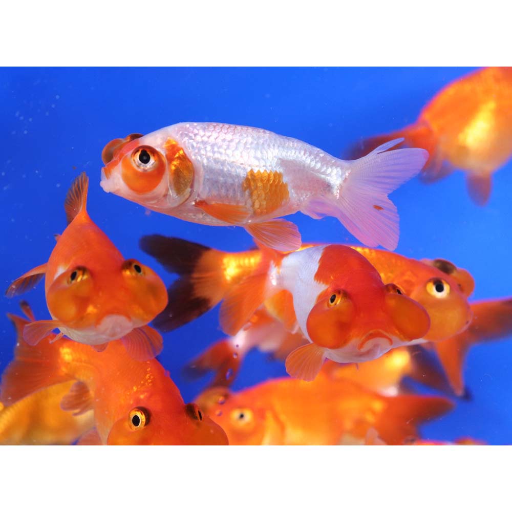 Mixed Bubble Eye Goldfish SM - Image 8