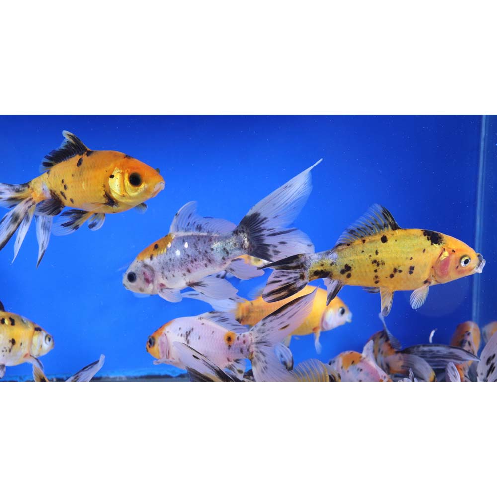 Solar Flare Shubunkin Goldfish 5-6" - Image 9