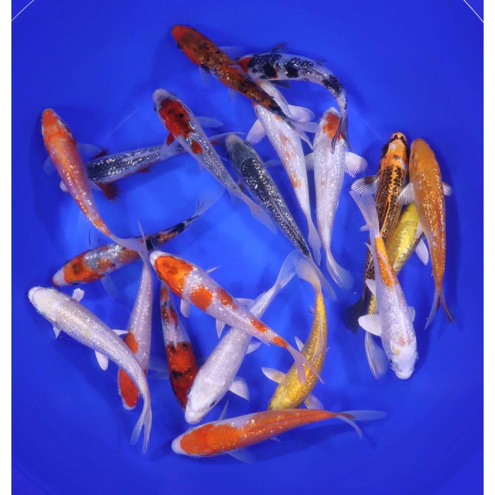Gin Rin Koi Mix 5-6"