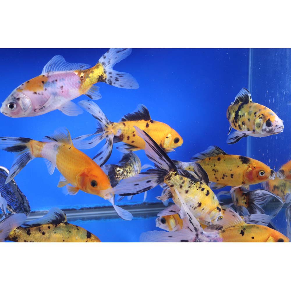 Solar Flare Shubunkin Goldfish 5-6" - Image 11