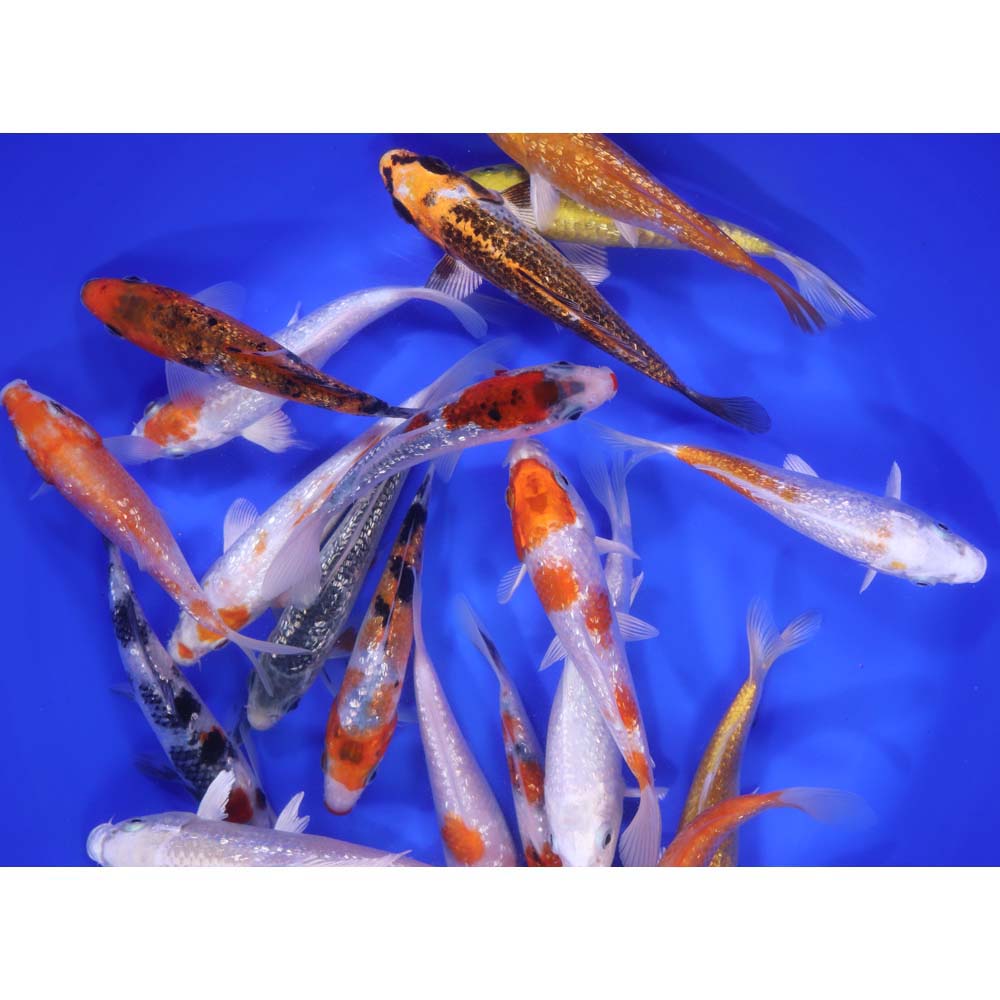 Alternative view of Gin Rin Koi Mix 5-6"