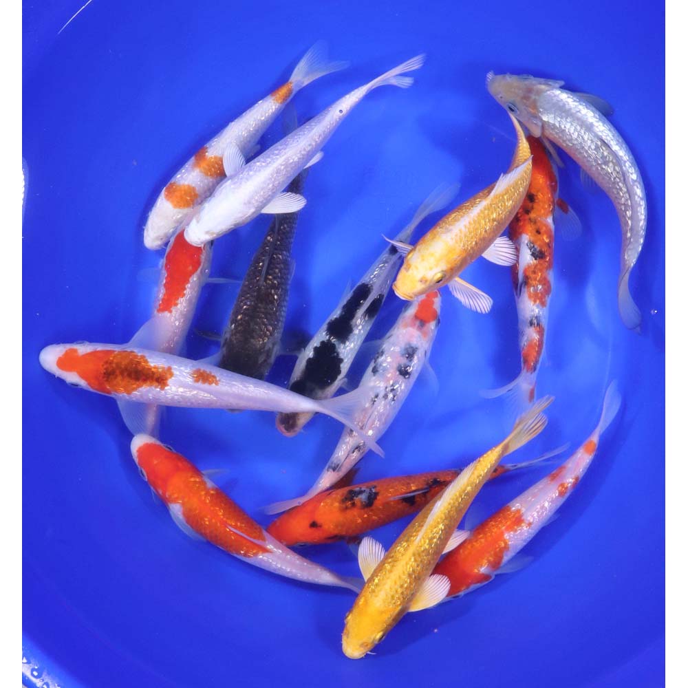 Gin Rin Koi Mix 6-7"