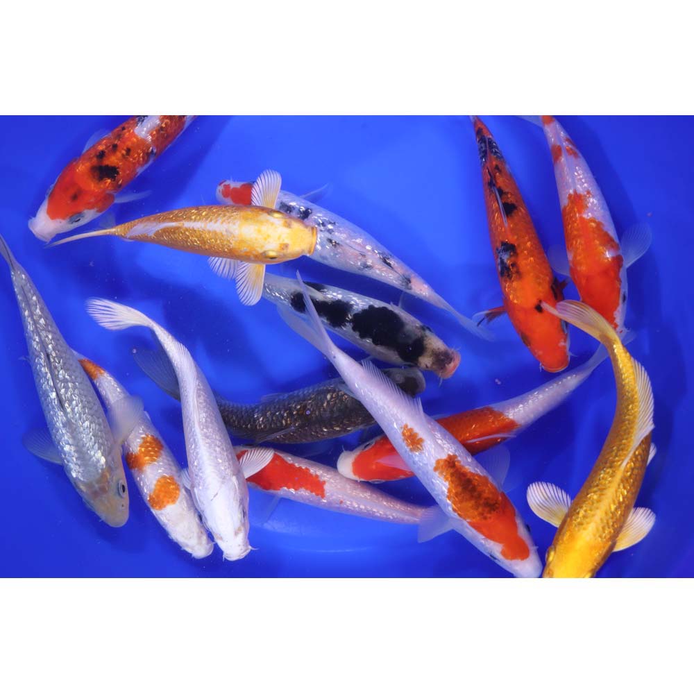 Alternative view of Gin Rin Koi Mix 6-7"