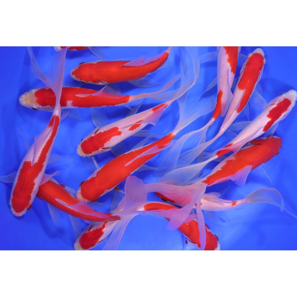 Alternative view of Sarasa Comet 5-6"