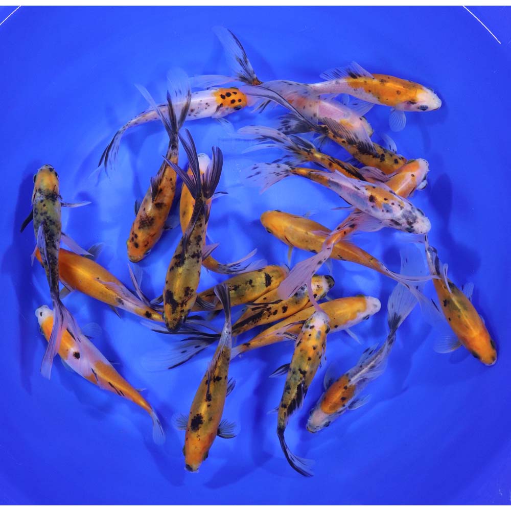 Alternative view of Solar Flare Shubunkin Goldfish 5-6"