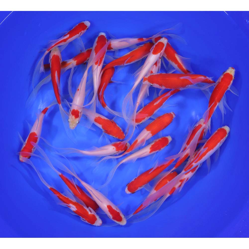 Premium Longtail Red Comet 4-5"