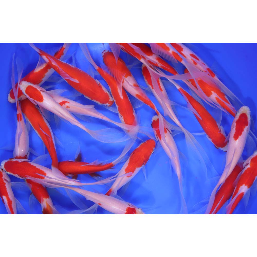 Alternative view of Premium Longtail Red Comet 4-5"