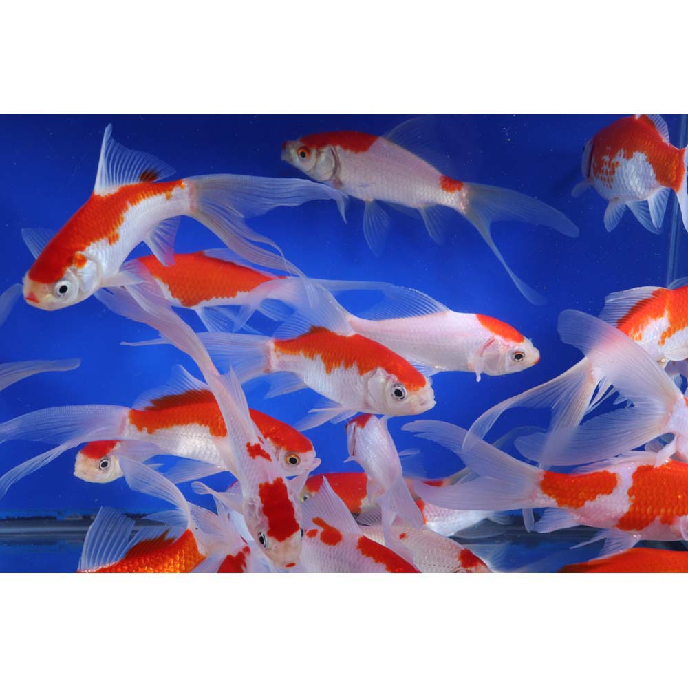 Premium Longtail Red Comet 4-5" - Image 4