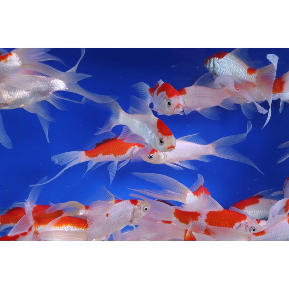 Premium Longtail Red Comet 4-5" - Image 5