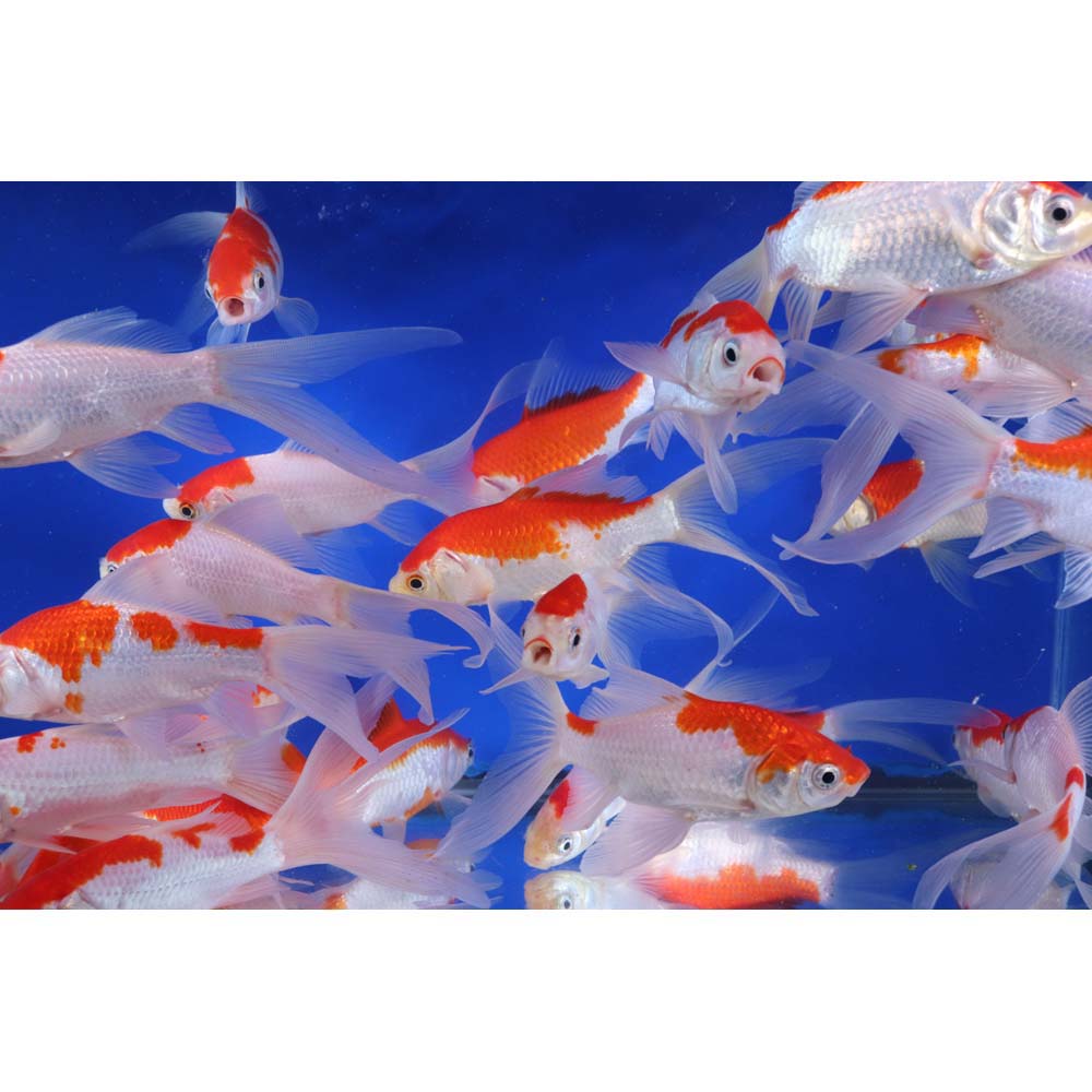 Premium Longtail Red Comet 4-5" - Image 6