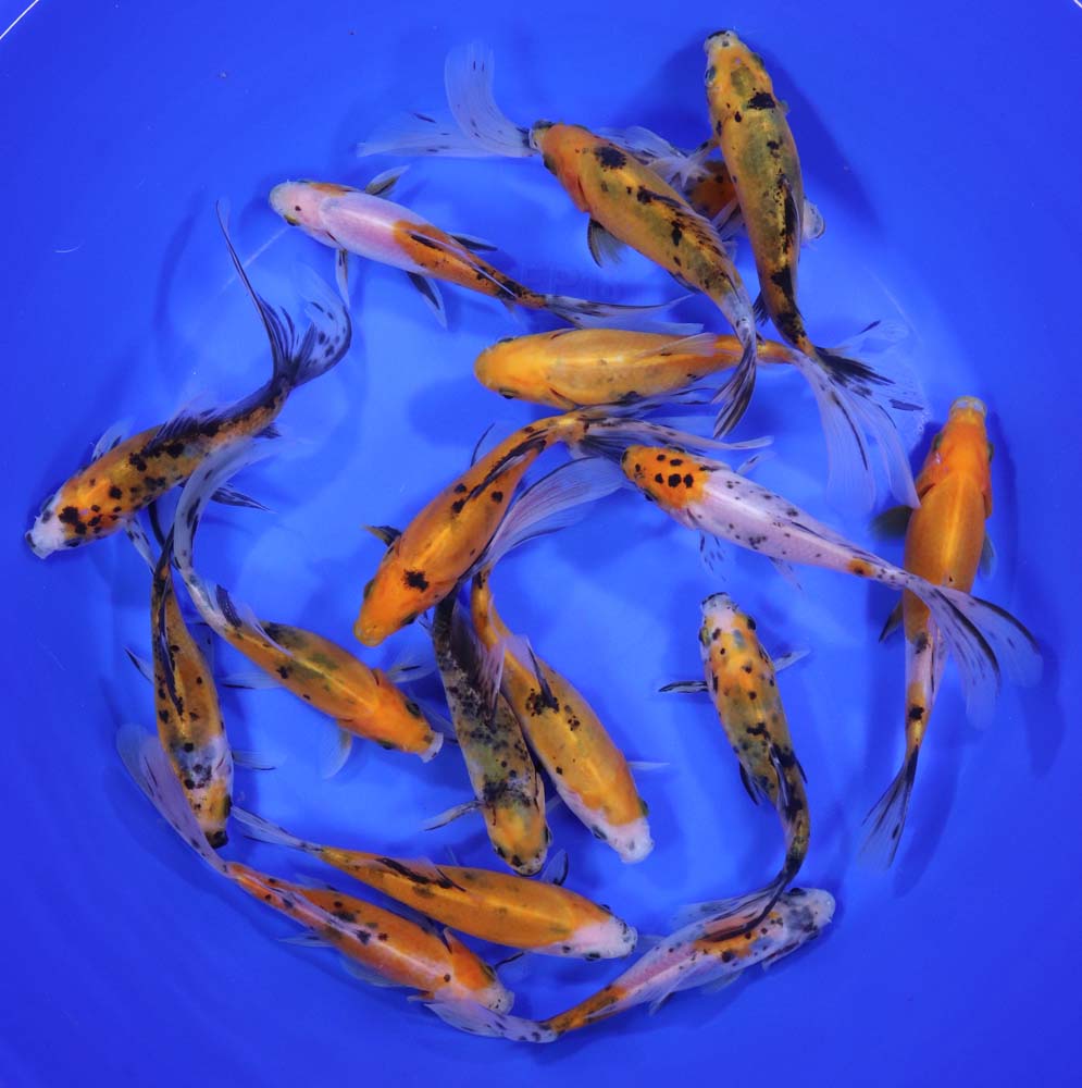 Solar Flare Shubunkin Goldfish 5-6" - Image 4