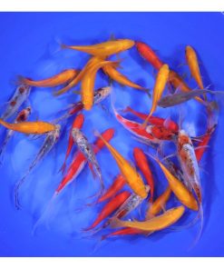 Mixed Goldfish 4-5"