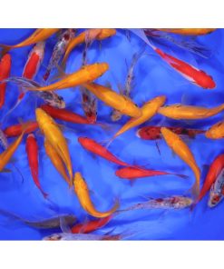 Alternative view of Mixed Goldfish 4-5"