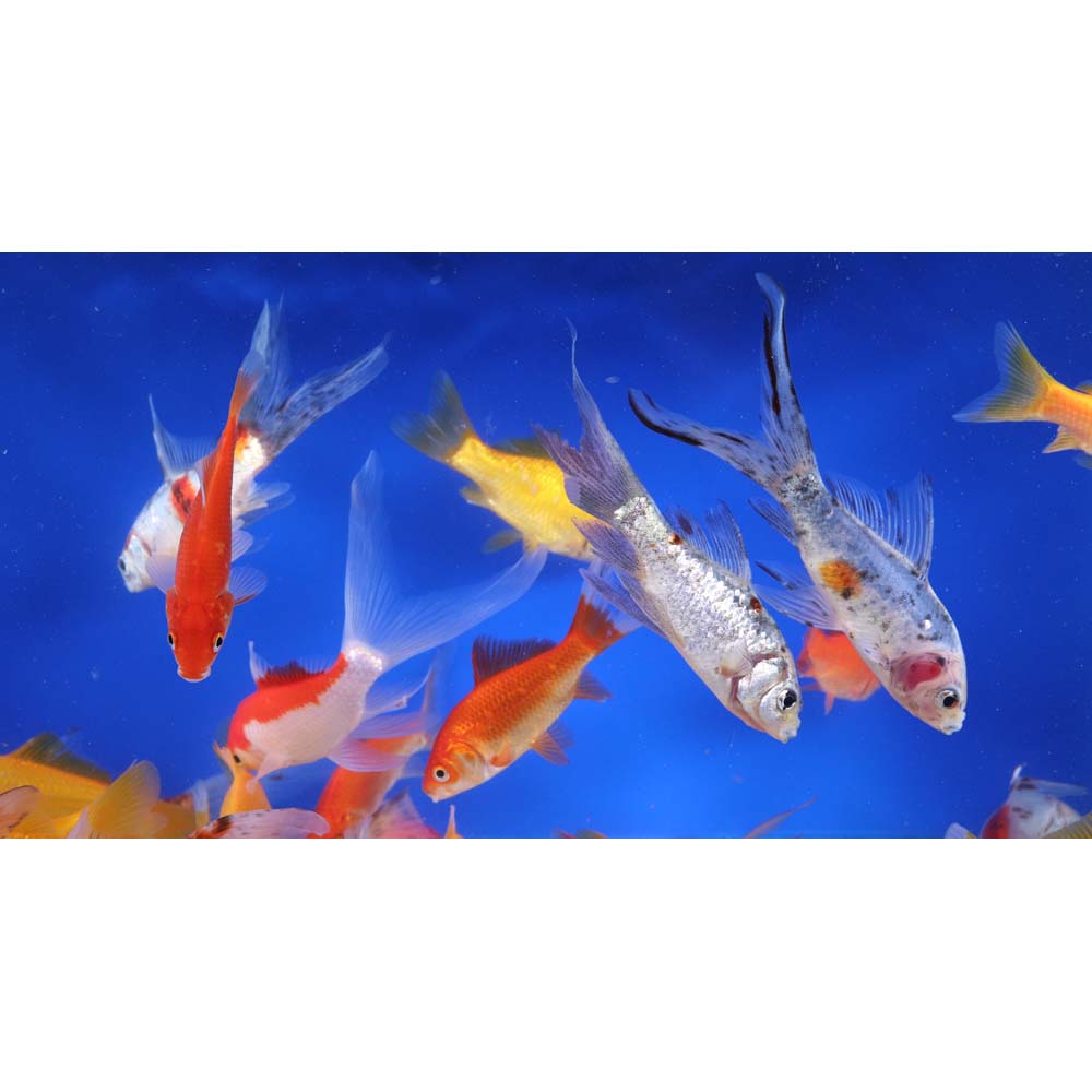 Mixed Goldfish 4-5" - Image 4