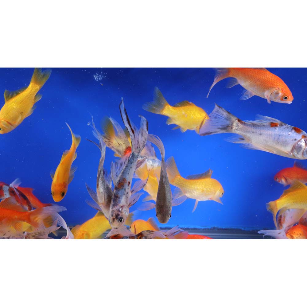 Mixed Goldfish 4-5" - Image 5