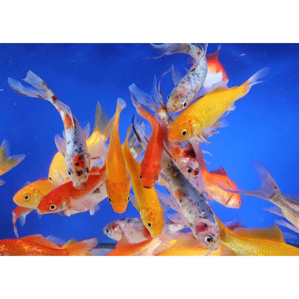 Mixed Goldfish 4-5" - Image 6