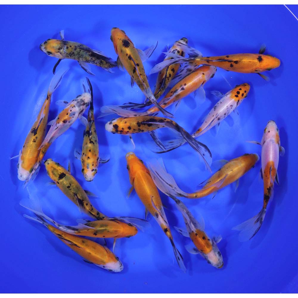 Solar Flare Shubunkin Goldfish 5-6" - Image 5