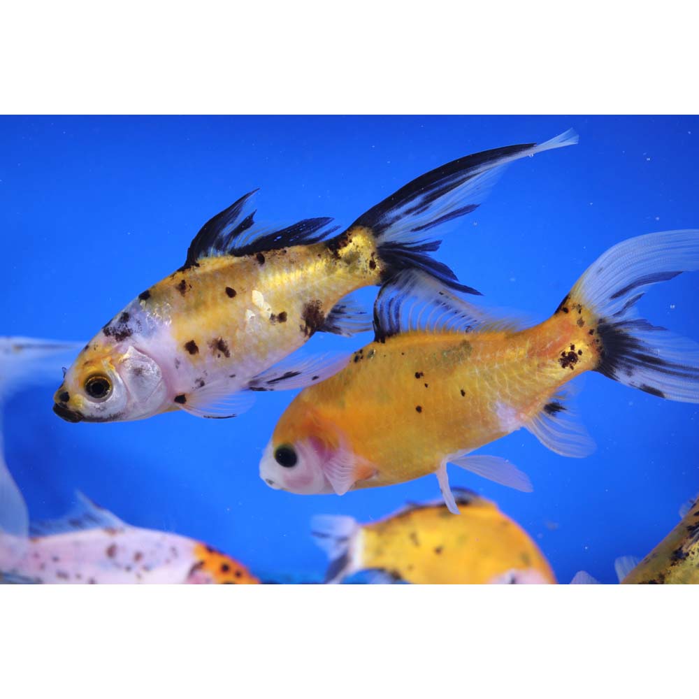 Solar Flare Shubunkin Goldfish 5-6" - Image 6