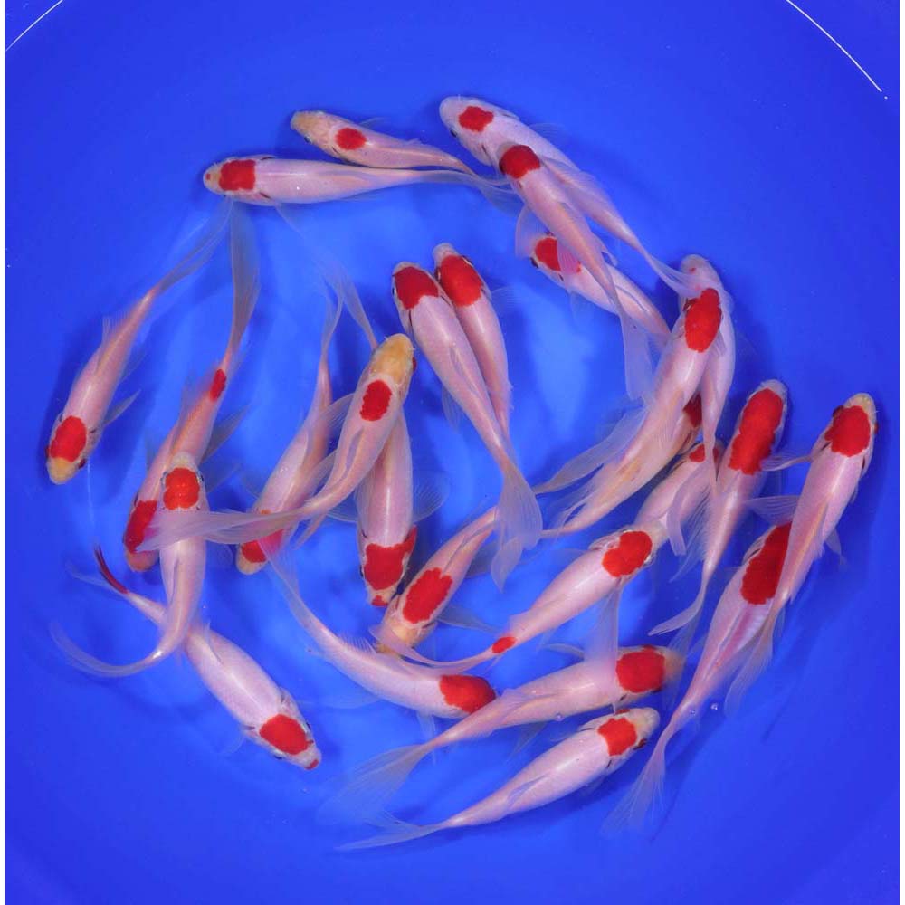 Tancho Sarasa Comet 5-6"