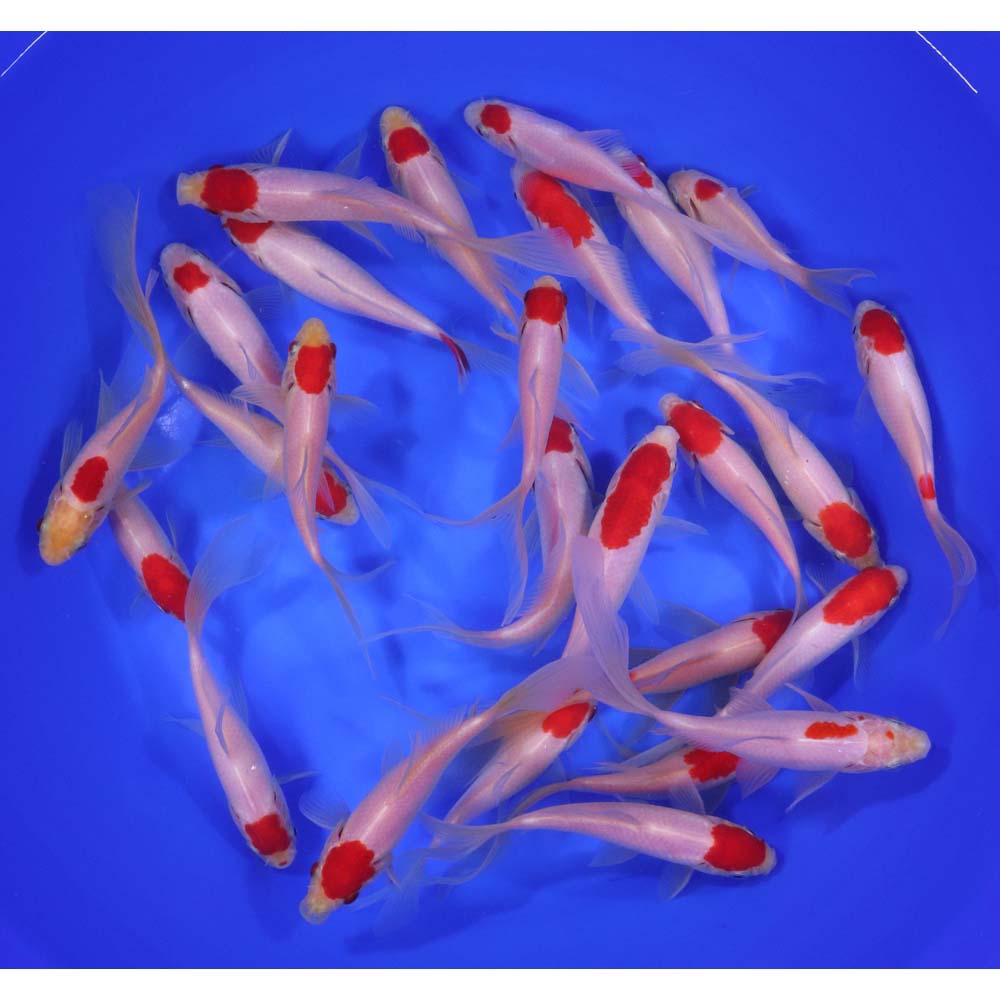 Alternative view of Tancho Sarasa Comet 5-6"