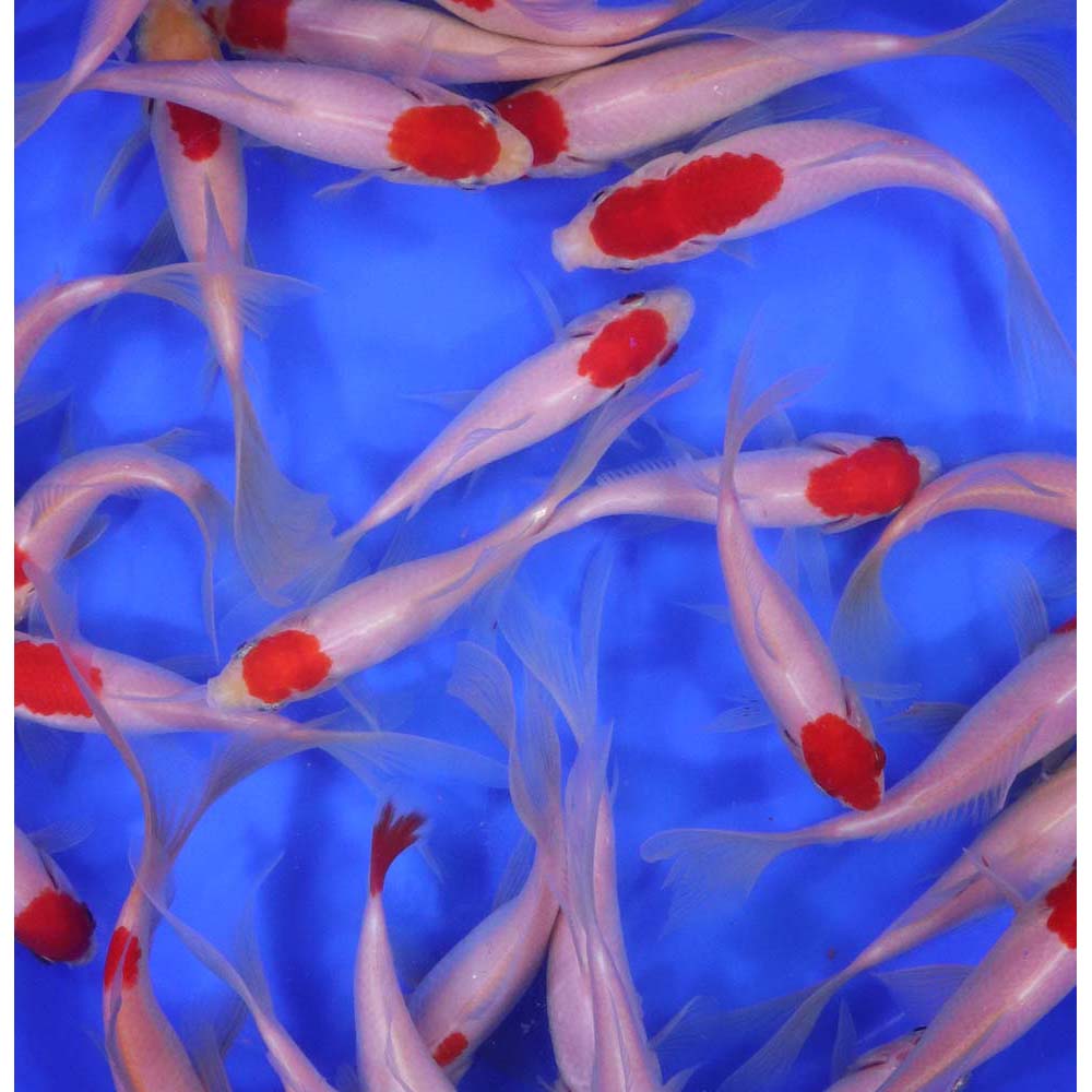 Tancho Sarasa Comet 5-6" - Image 3