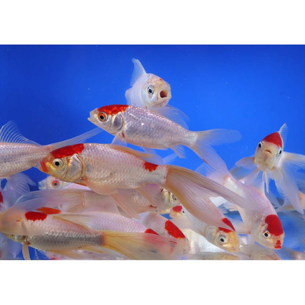 Tancho Sarasa Comet 5-6" - Image 4