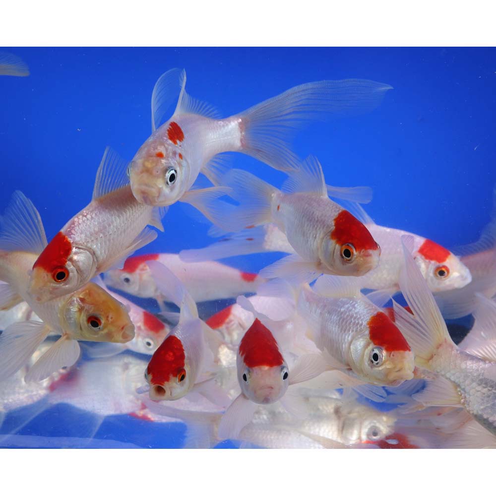 Tancho Sarasa Comet 5-6" - Image 5