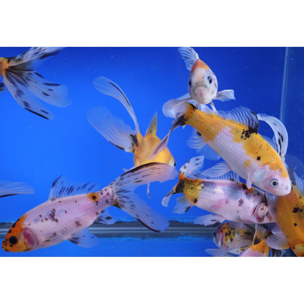 Solar Flare Shubunkin Goldfish 5-6" - Image 7