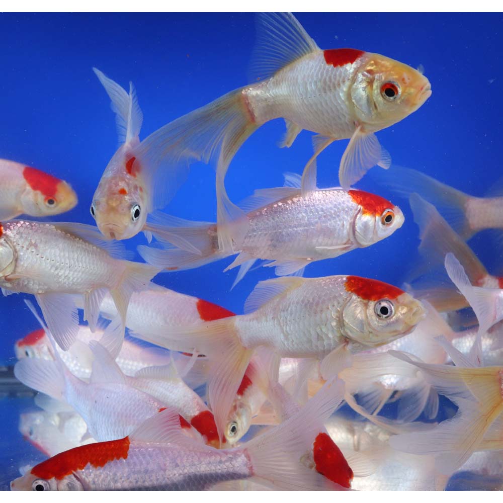 Tancho Sarasa Comet 5-6" - Image 6