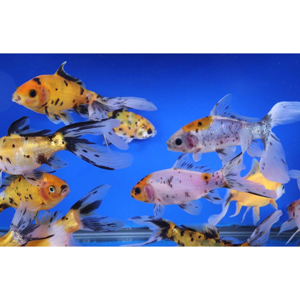 Solar Flare Shubunkin Goldfish 5-6" - Image 8