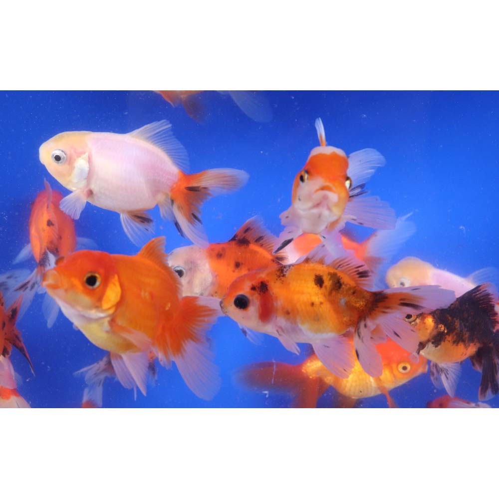 Alternative view of Mixed Oranda Goldfish MD