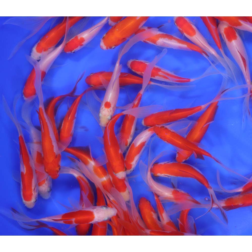 Alternative view of Premium Longtail Sarasa Comet 3-4"