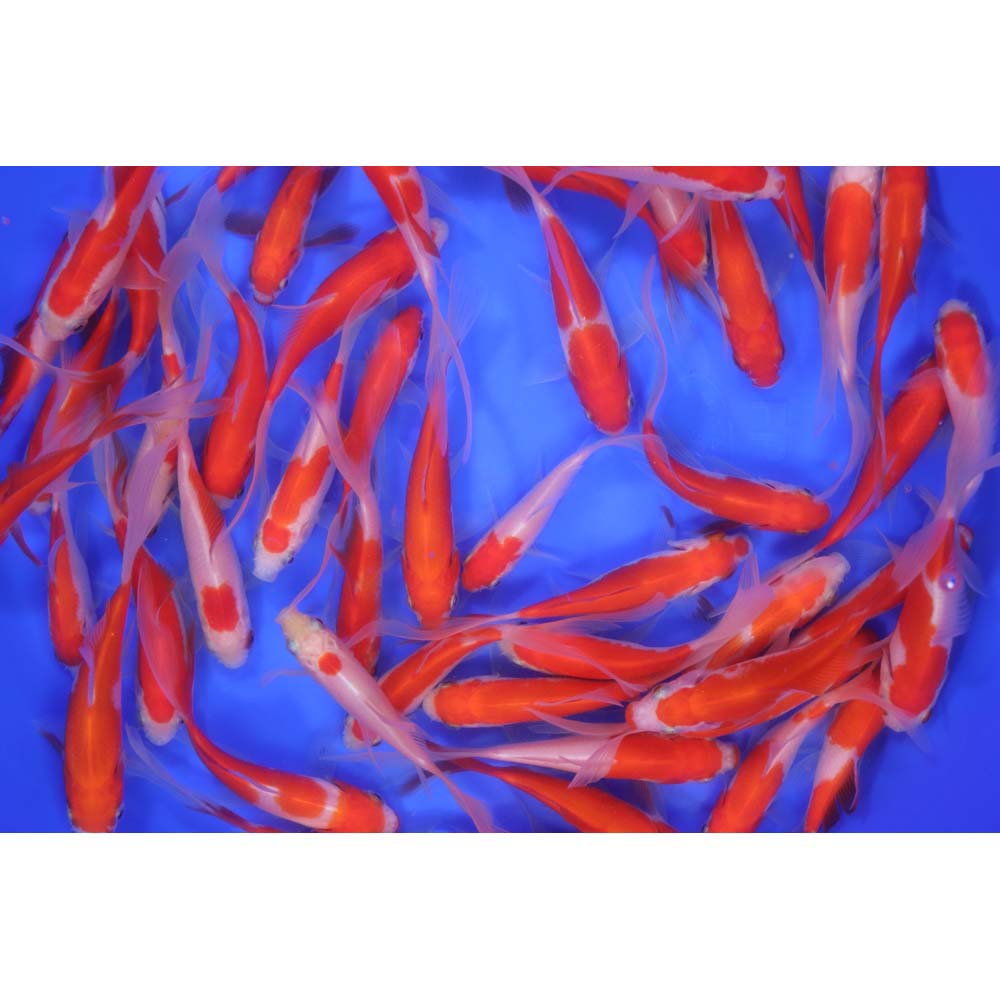 Premium Longtail Sarasa Comet 3-4" - Image 4