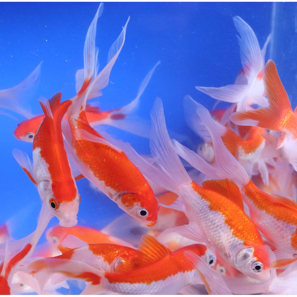 Premium Longtail Sarasa Comet 3-4" - Image 5