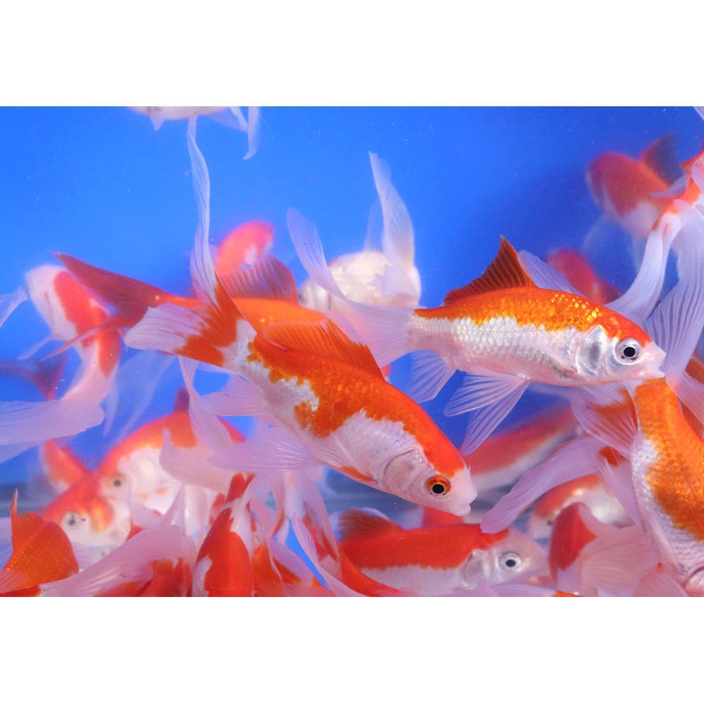 Premium Longtail Sarasa Comet 3-4" - Image 6