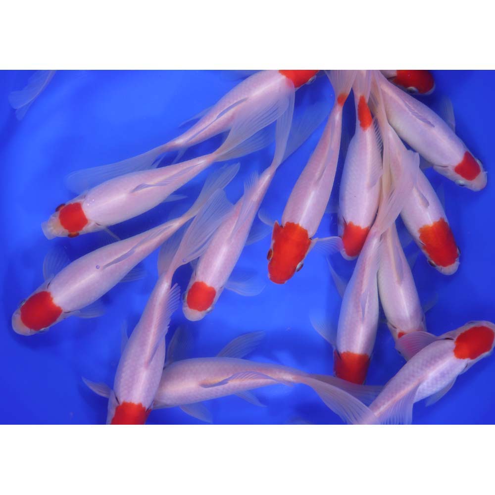 Alternative view of Tancho Sarasa Comet 6-7"