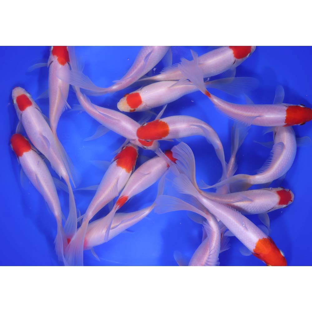 Tancho Sarasa Comet 6-7" - Image 3